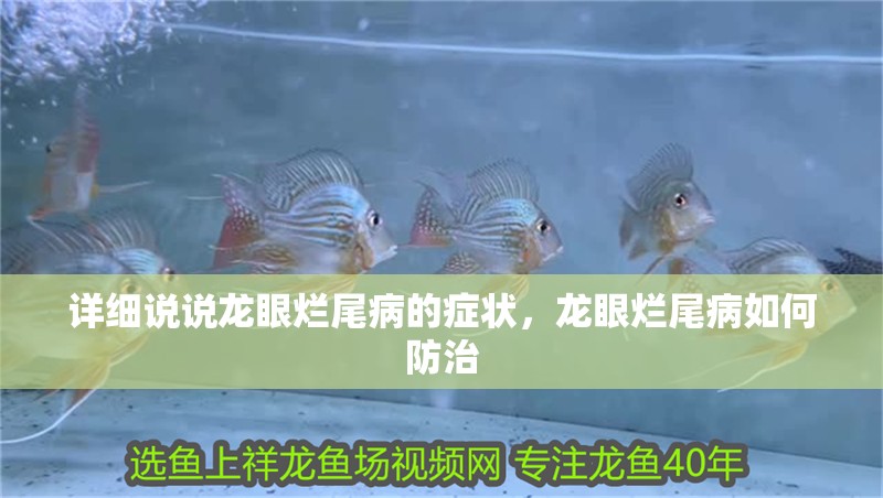 詳細說說龍眼爛尾病的癥狀，龍眼爛尾病如何防治