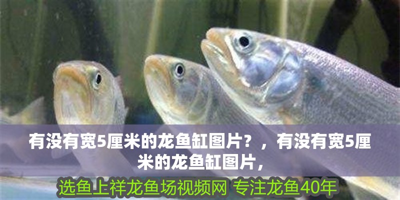 有沒有寬5厘米的龍魚缸圖片？，有沒有寬5厘米的龍魚缸圖片，