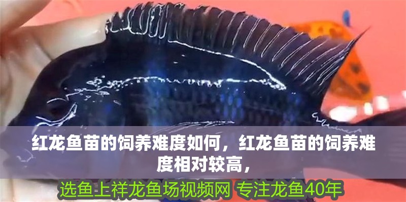 紅龍魚苗的飼養難度如何，紅龍魚苗的飼養難度相對較高，