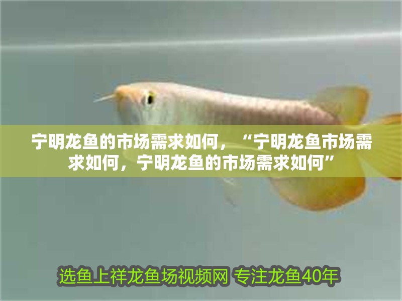 寧明龍魚的市場需求如何，“寧明龍魚市場需求如何，寧明龍魚的市場需求如何”