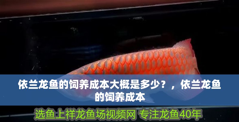 依蘭龍魚的飼養(yǎng)成本大概是多少？，依蘭龍魚的飼養(yǎng)成本
