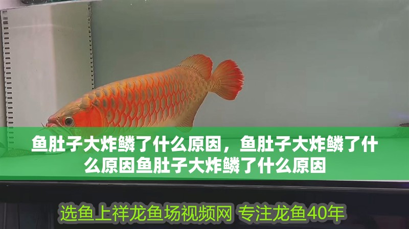 魚肚子大炸鱗了什么原因，魚肚子大炸鱗了什么原因魚肚子大炸鱗了什么原因