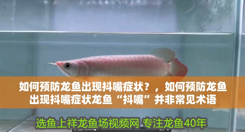 如何預(yù)防龍魚出現(xiàn)抖嘴癥狀？，如何預(yù)防龍魚出現(xiàn)抖嘴癥狀龍魚“抖嘴”并非常見術(shù)語