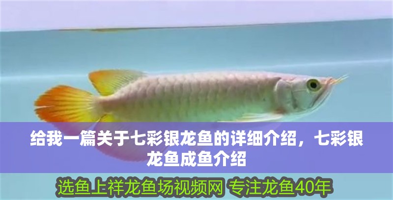 給我一篇關于七彩銀龍魚的詳細介紹，七彩銀龍魚成魚介紹
