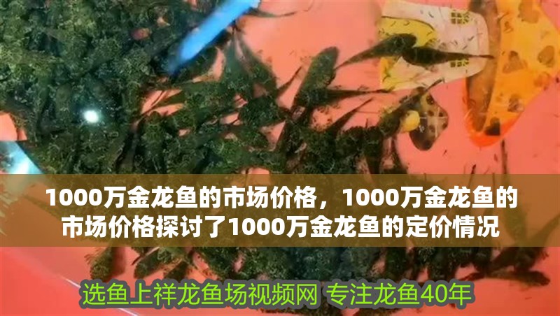 1000萬金龍魚的市場價格，1000萬金龍魚的市場價格探討了1000萬金龍魚的定價情況