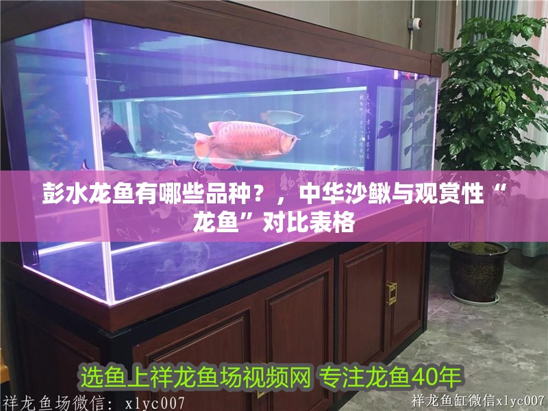 彭水龍魚有哪些品種？，中華沙鰍與觀賞性“龍魚”對比表格