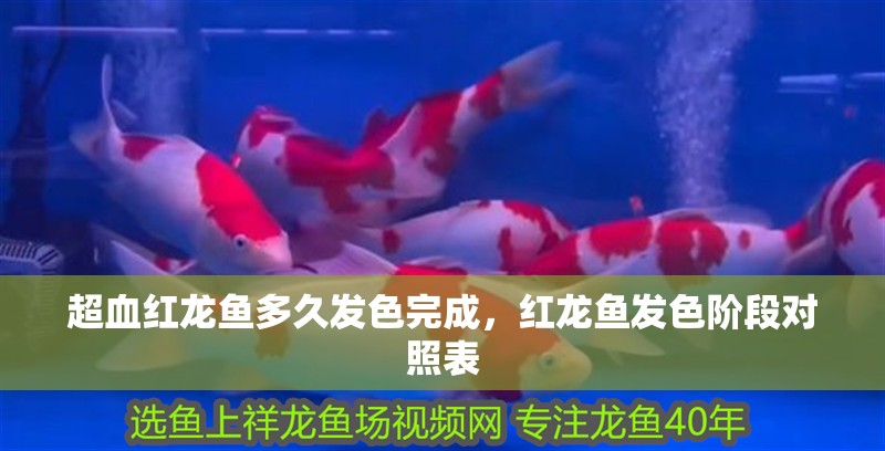超血紅龍魚多久發(fā)色完成，紅龍魚發(fā)色階段對照表