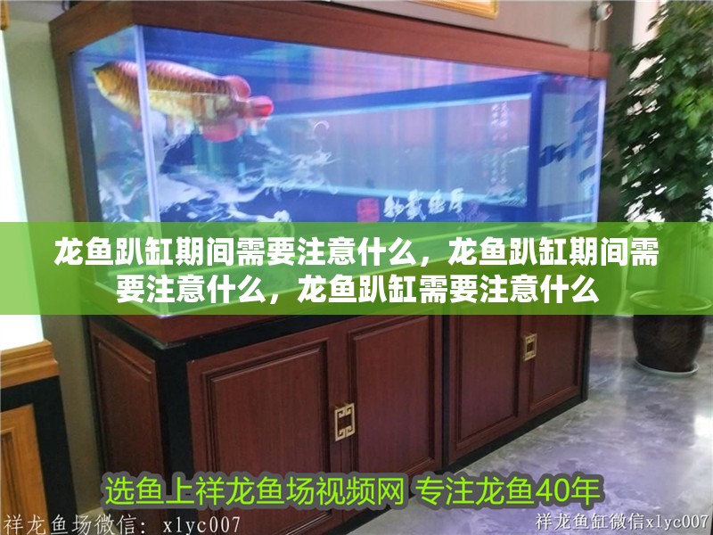 龍魚趴缸期間需要注意什么，龍魚趴缸期間需要注意什么，龍魚趴缸需要注意什么