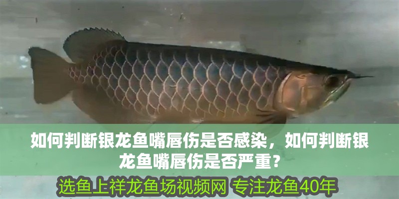 如何判斷銀龍魚嘴唇傷是否感染，如何判斷銀龍魚嘴唇傷是否嚴(yán)重？