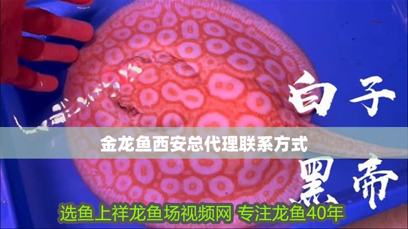 金龍魚西安總代理聯(lián)系方式