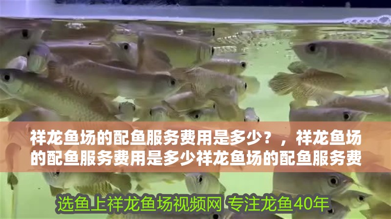 祥龍魚場的配魚服務費用是多少?,祥龍魚場的配魚服務費用是多少祥龍魚場的配魚服務費用是多少