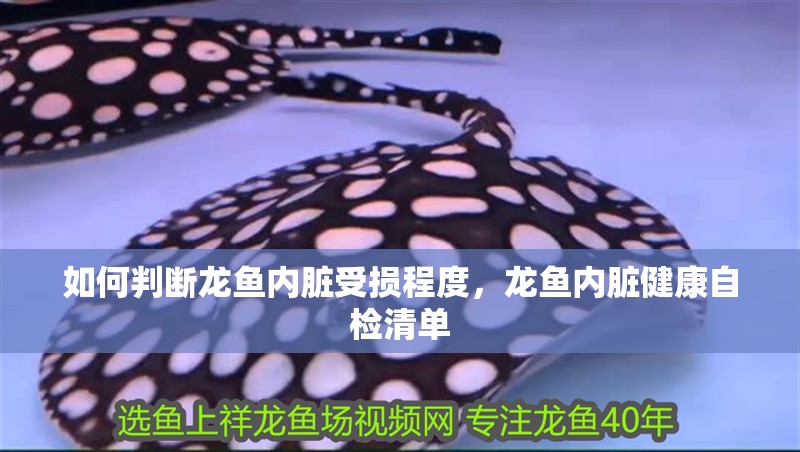如何判斷龍魚內臟受損程度，龍魚內臟健康自檢清單