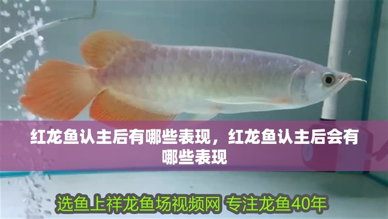 紅龍魚認主后有哪些表現(xiàn)，紅龍魚認主后會有哪些表現(xiàn)