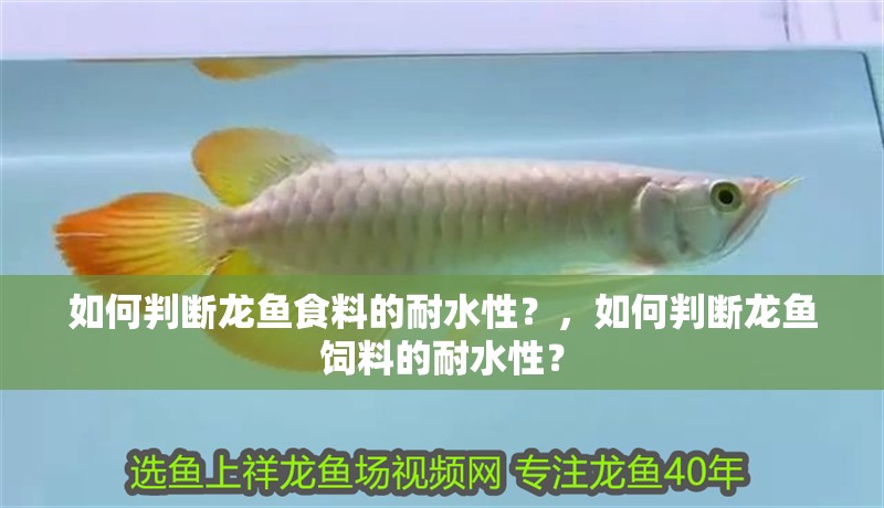 如何判斷龍魚食料的耐水性？，如何判斷龍魚飼料的耐水性？