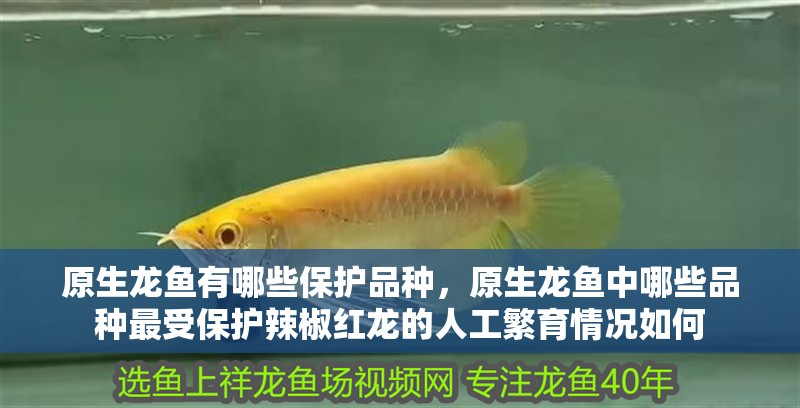 原生龍魚有哪些保護品種，原生龍魚中哪些品種最受保護辣椒紅龍的人工繁育情況如何