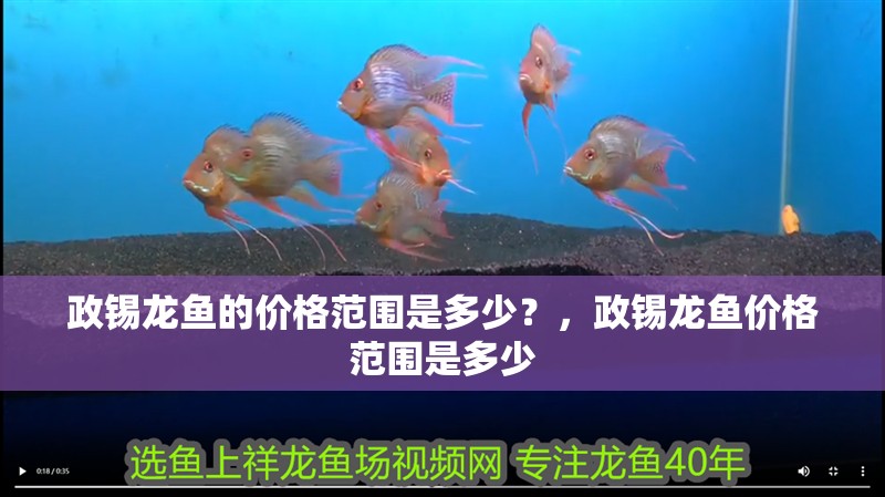 政錫龍魚的價格范圍是多少?,政錫龍魚價格范圍是多少