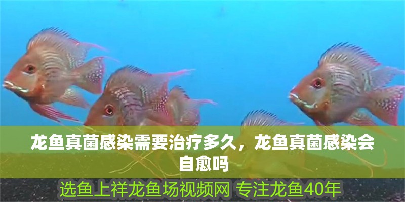 龍魚真菌感染需要治療多久，龍魚真菌感染會自愈嗎