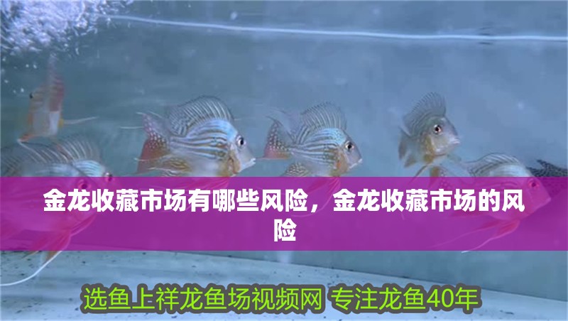 金龍收藏市場有哪些風險,金龍收藏市場的風險
