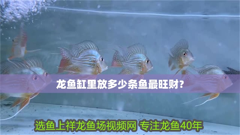 龍魚缸里放多少條魚最旺財？