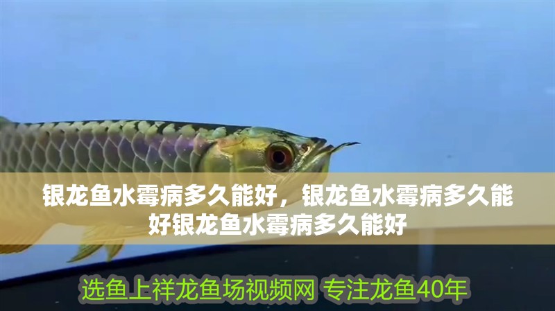 銀龍魚水霉病多久能好,銀龍魚水霉病多久能好銀龍魚水霉病多久能好