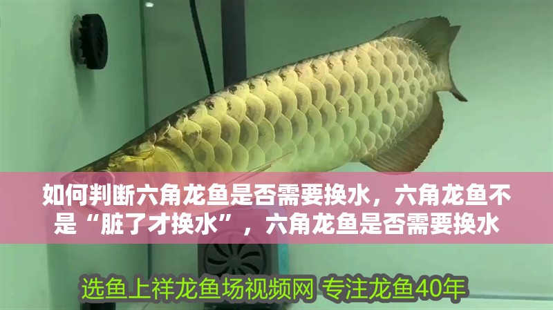 如何判斷六角龍魚是否需要換水,六角龍魚不是“臟了才換水”,六角龍魚是否需要換水