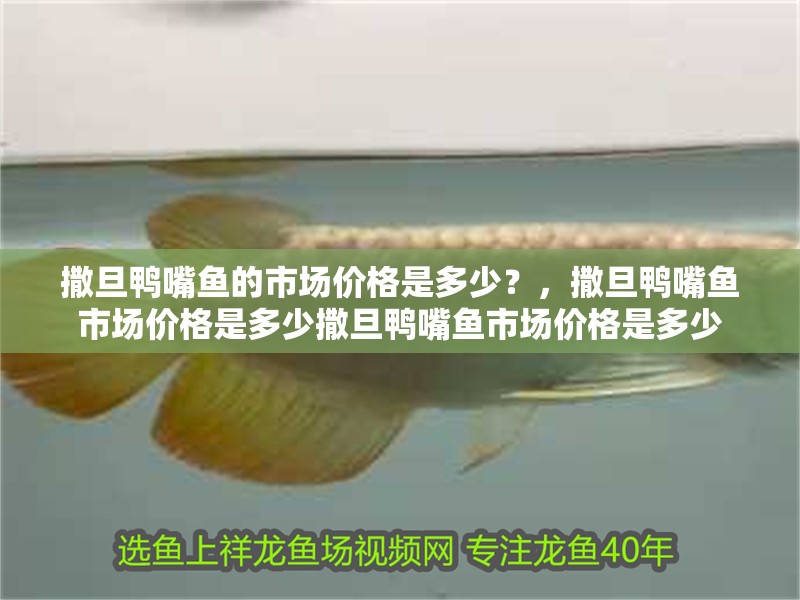 撒旦鴨嘴魚的市場(chǎng)價(jià)格是多少?,撒旦鴨嘴魚市場(chǎng)價(jià)格是多少撒旦鴨嘴魚市場(chǎng)價(jià)格是多少