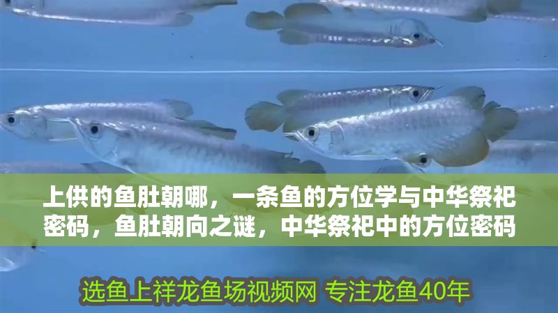 上供的魚肚朝哪，一條魚的方位學與中華祭祀密碼，魚肚朝向之謎，中華祭祀中的方位密碼