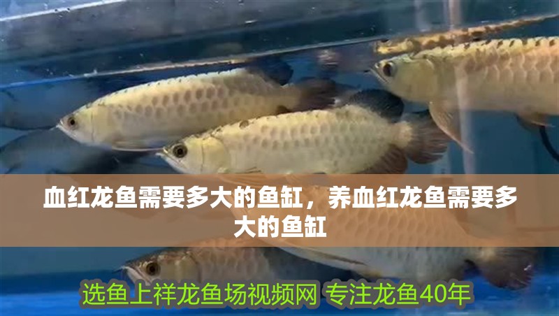 血紅龍魚需要多大的魚缸，養血紅龍魚需要多大的魚缸