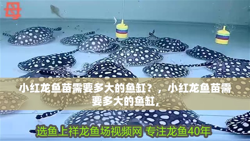 小紅龍魚苗需要多大的魚缸?,小紅龍魚苗需要多大的魚缸,