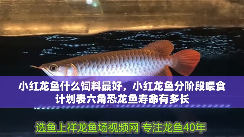 小紅龍魚什么飼料最好，小紅龍魚分階段喂食計劃表六角恐龍魚壽命有多長