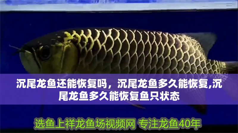 沉尾龍魚還能恢復嗎，沉尾龍魚多久能恢復,沉尾龍魚多久能恢復魚只狀態