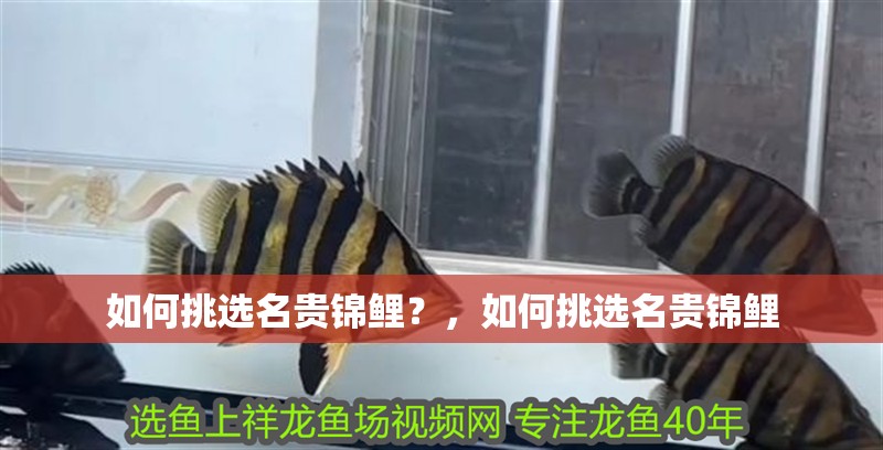 如何挑選名貴錦鯉？，如何挑選名貴錦鯉