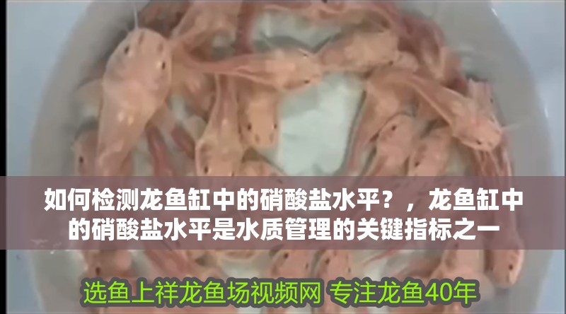 如何檢測龍魚缸中的硝酸鹽水平？，龍魚缸中的硝酸鹽水平是水質(zhì)管理的關(guān)鍵指標(biāo)之一