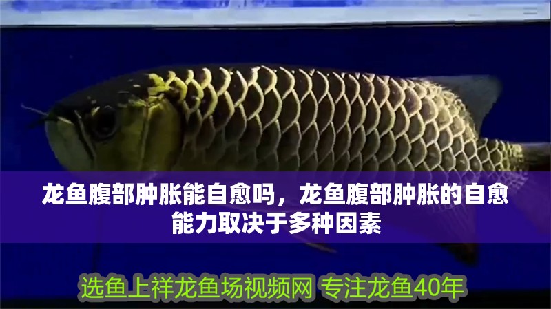龍魚腹部腫脹能自愈嗎,龍魚腹部腫脹的自愈能力取決于多種因素