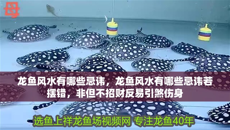 龍魚(yú)風(fēng)水有哪些忌諱,龍魚(yú)風(fēng)水有哪些忌諱若擺錯(cuò),非但不招財(cái)反易引煞傷身
