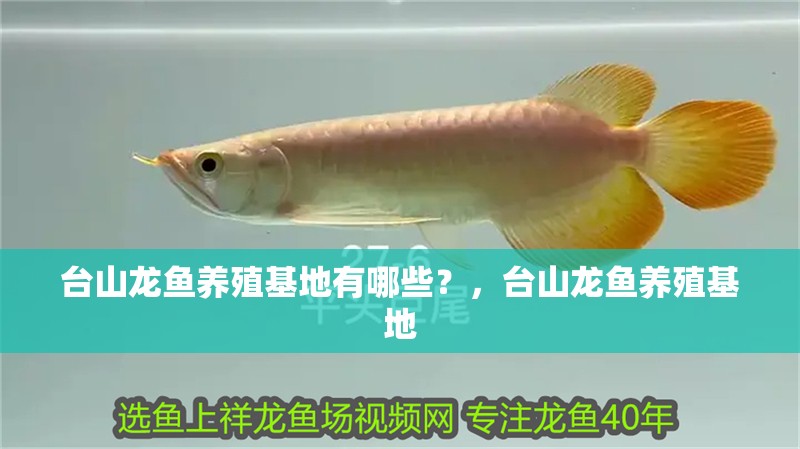 臺山龍魚養(yǎng)殖基地有哪些?,臺山龍魚養(yǎng)殖基地