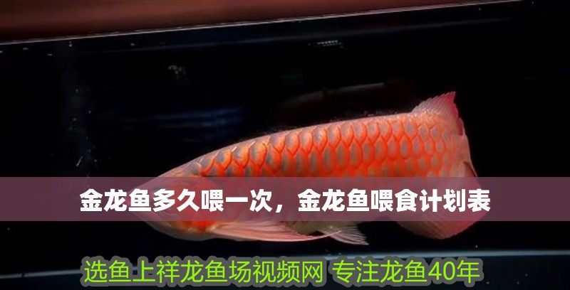 金龍魚多久喂一次,金龍魚喂食計劃表