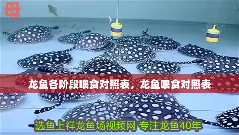 龍魚各階段喂食對照表,龍魚喂食對照表