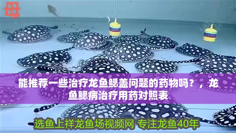能推薦一些治療龍魚鰓蓋問題的藥物嗎?,龍魚鰓病治療用藥對照表
