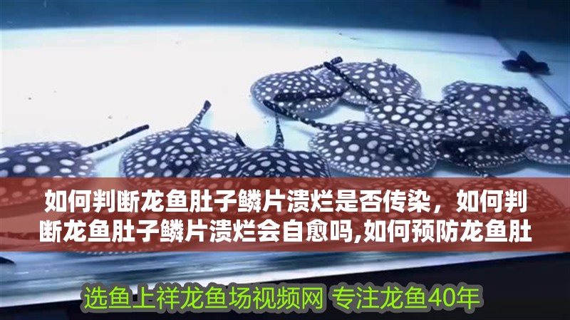 如何判斷龍魚肚子鱗片潰爛是否傳染，如何判斷龍魚肚子鱗片潰爛會自愈嗎,如何預防龍魚肚子鱗片潰爛傳染