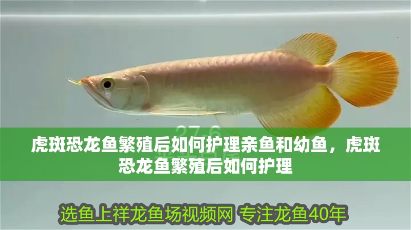 虎斑恐龍魚繁殖后如何護理親魚和幼魚，虎斑恐龍魚繁殖后如何護理