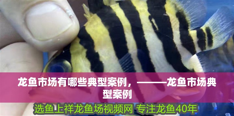 龍魚市場有哪些典型案例,———龍魚市場典型案例