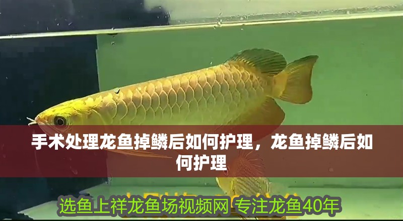 手術處理龍魚掉鱗后如何護理，龍魚掉鱗后如何護理