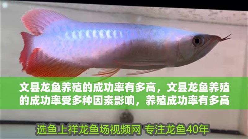 文縣龍魚養殖的成功率有多高，文縣龍魚養殖的成功率受多種因素影響，養殖成功率有多高