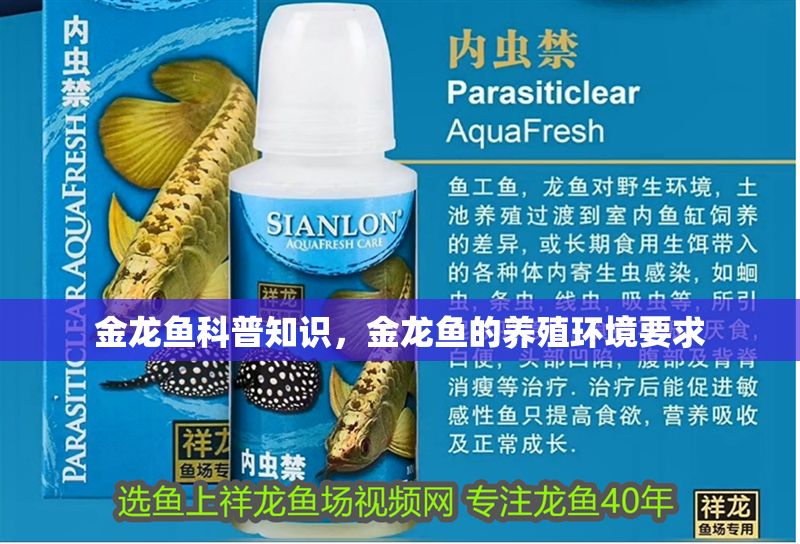 金龍魚科普知識，金龍魚的養殖環境要求