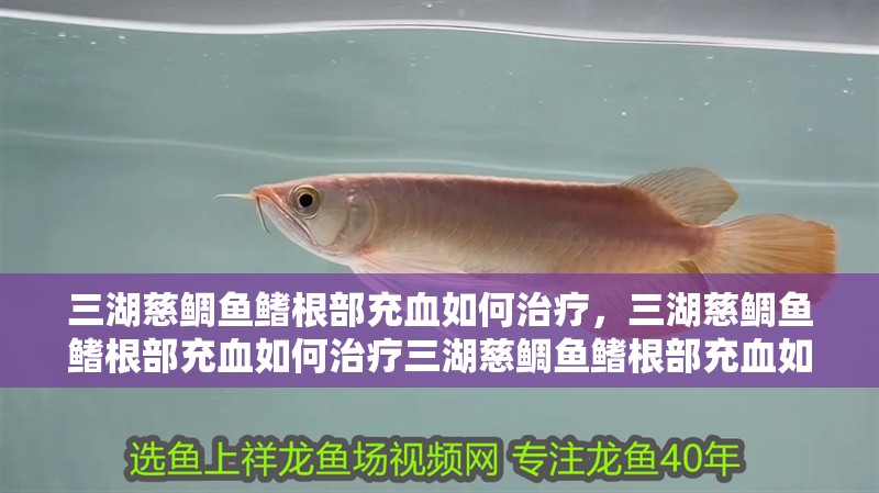 三湖慈鯛魚(yú)鰭根部充血如何治療，三湖慈鯛魚(yú)鰭根部充血如何治療三湖慈鯛魚(yú)鰭根部充血如何治療