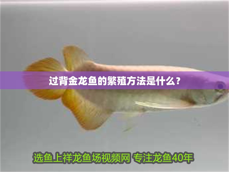 過(guò)背金龍魚的繁殖方法是什么？