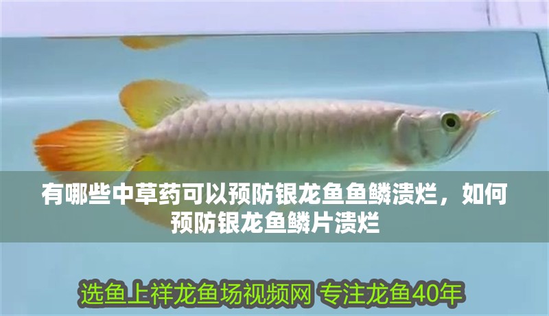 有哪些中草藥可以預防銀龍魚魚鱗潰爛,如何預防銀龍魚鱗片潰爛
