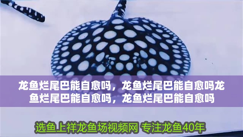 龍魚爛尾巴能自愈嗎，龍魚爛尾巴能自愈嗎龍魚爛尾巴能自愈嗎，龍魚爛尾巴能自愈嗎