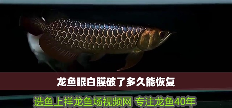 龍魚眼白膜破了多久能恢復